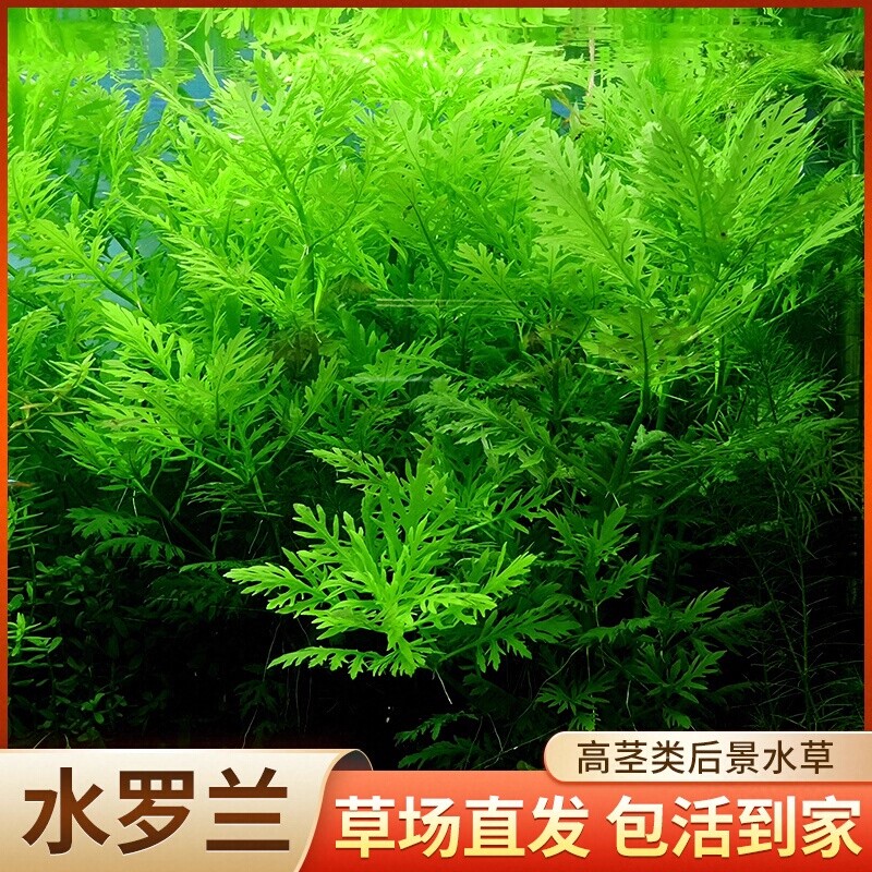 水罗兰水草植物真草鱼缸水草造景水族活阴性懒人造景套餐淡水净水