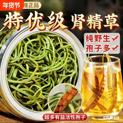 黄金草肾精茶泡水喝的功效与作用野生肾精草嗷嗷叫官方正品旗舰店