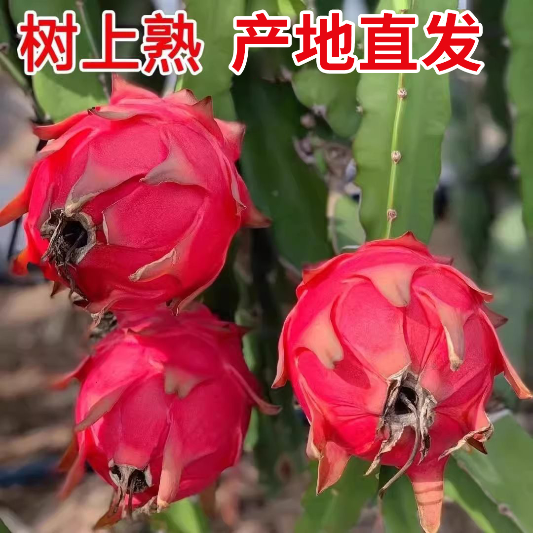 云南鲜果新鲜红肉红心火龙果水果现摘大果