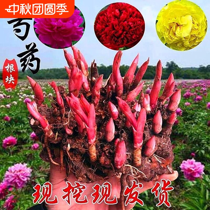 芍药花苗重瓣带芽大苗鲜花四季开花卉庭院牡丹花种根盆栽植物室内										