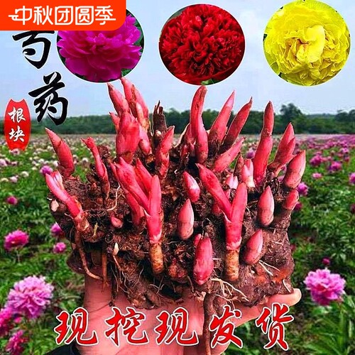 芍药花苗重瓣带芽大苗鲜花四季开花卉庭院牡丹花种根盆栽植物室内