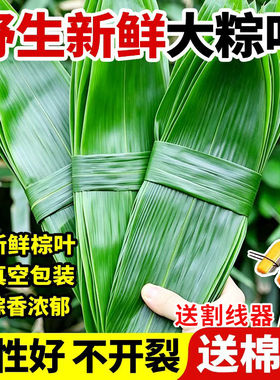 新鲜粽子叶宽棕叶大号箬竹叶老式干包粽子商用材料现摘鲜粽叶野生