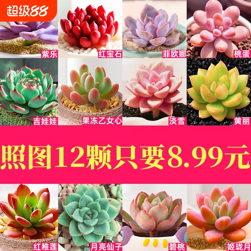 多肉植物室内带小盆栽大颗好养组合稀有品种绿植幼儿园送老师礼物