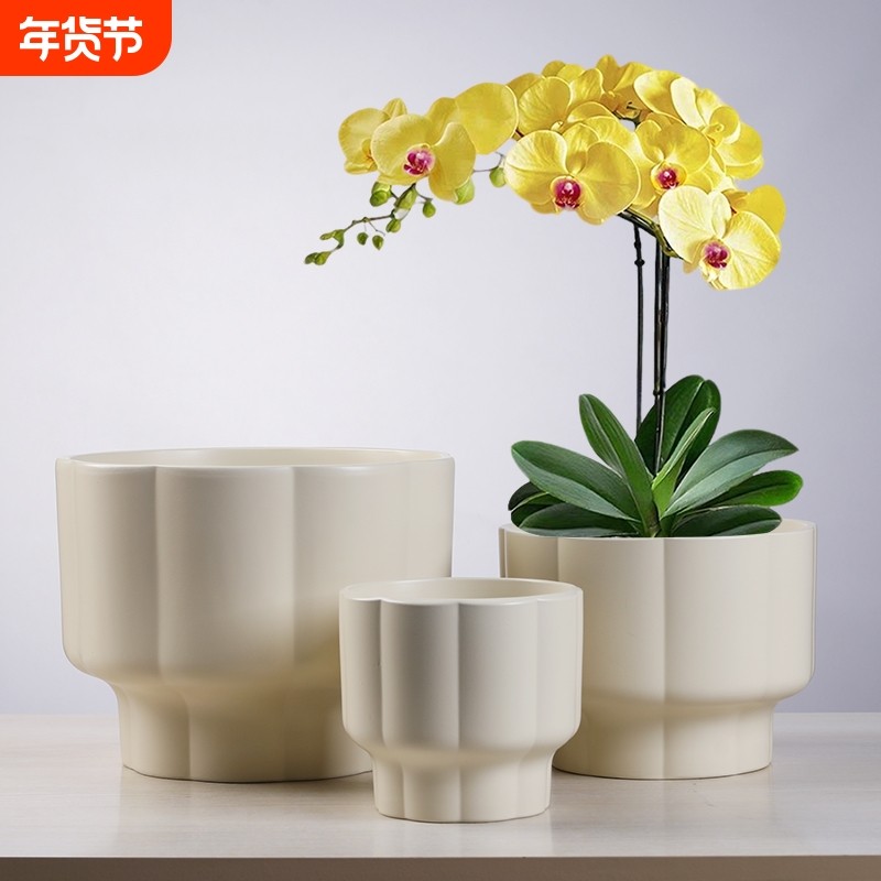 蝴蝶兰盆栽带花苞特大号花苗室内办公室桌面兰花苗四季开花卉绿植