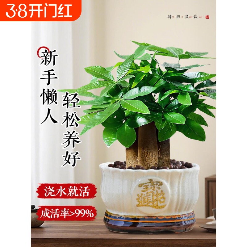特级发财树盆栽绿植招财花卉办公室内植物好养招财树茶室禅意盆景