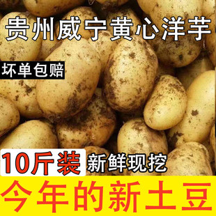 贵州特产威宁黄心米拉洋芋土豆新鲜高山老品种黄皮马铃薯十斤装