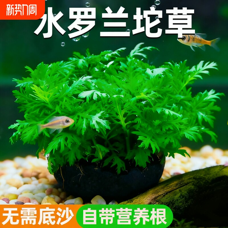 水罗兰坨草自带坨基养鱼造景阴性增氧新手水草植物好养活净水后景