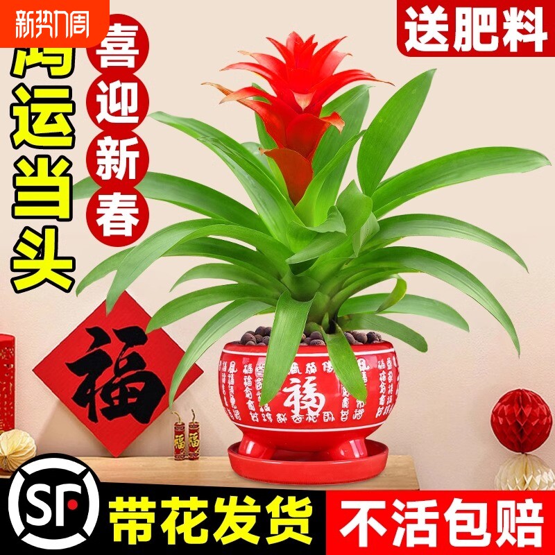 鸿运当头盆栽带花水培绿植四季开花发财树植物室内外客厅红掌花卉