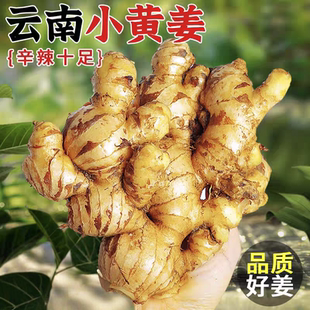 云南小黄姜新鲜生姜现挖现发农家自种小黄姜生姜新鲜生姜小黄姜