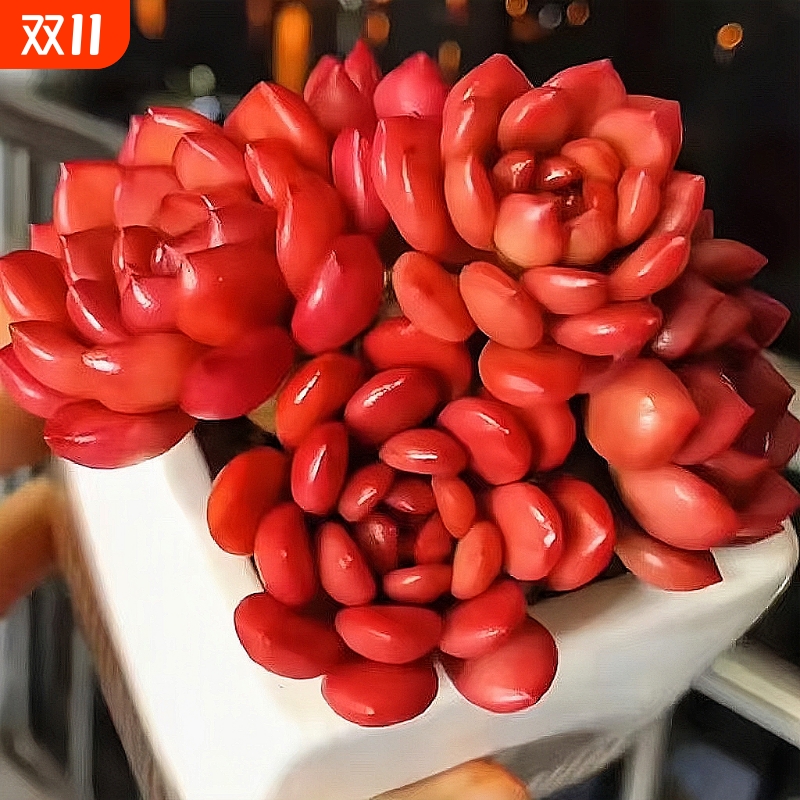 红宝石多头多肉绿植好养植物肉肉组合办公室盆栽创意花卉中国风