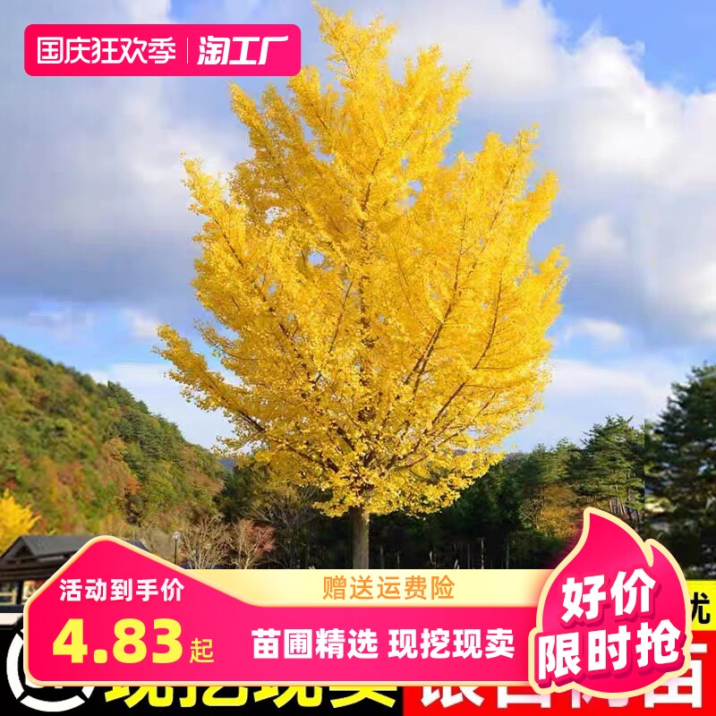 银杏树活苗盆栽金叶南北方室外别墅庭院绿化风景大树苗行道树阳台怎么样,好用不?