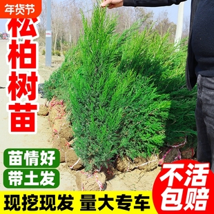 松柏树苗塔柏侧柏龙柏庭院行道风景大树园林工程绿化乔木四季常青
