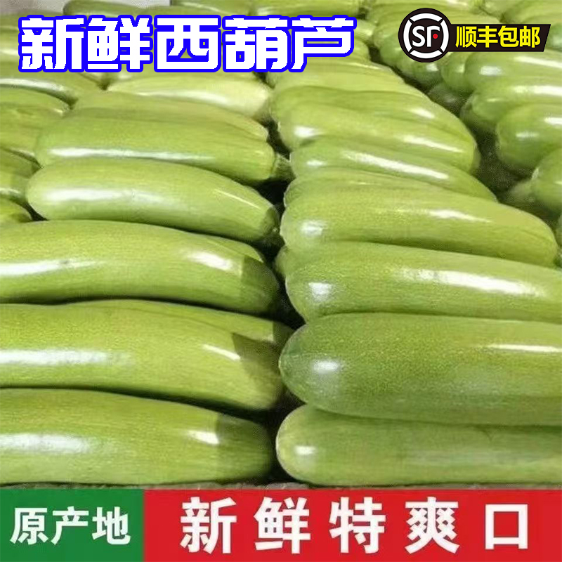 东北应季蔬菜新鲜现摘西葫芦秋季便宜蔬菜角瓜茭瓜一整箱发顺丰