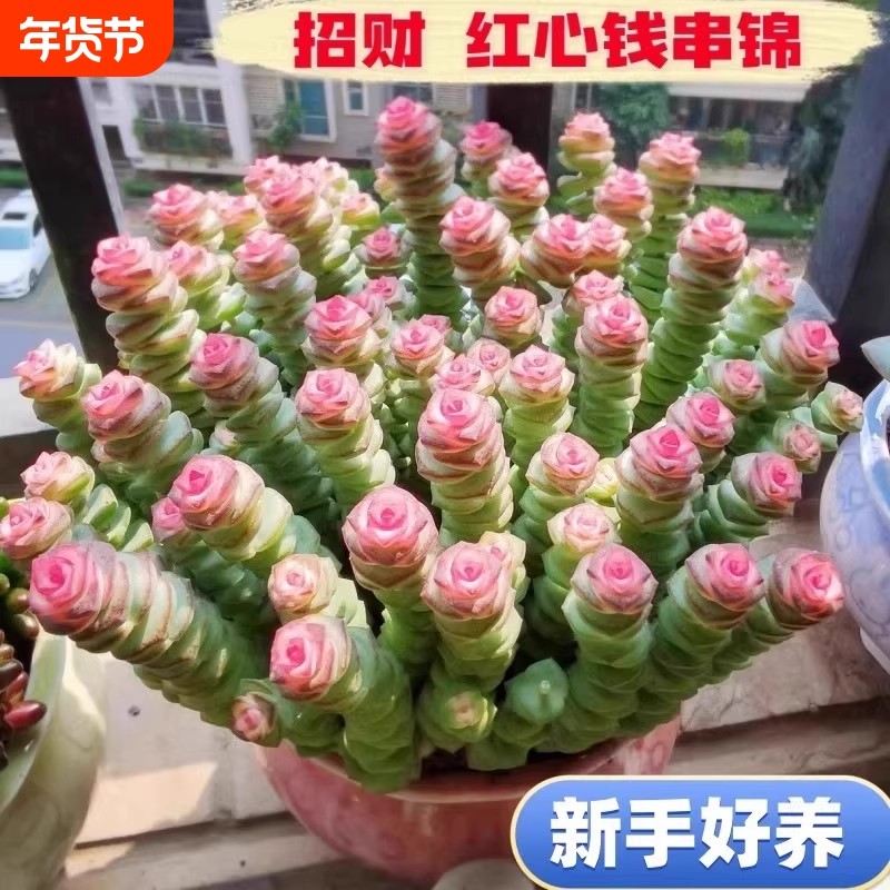 钱串串多肉彩色植物室内阳台盆栽花卉绿植老桩钱串子肉肉桌面鲜花
