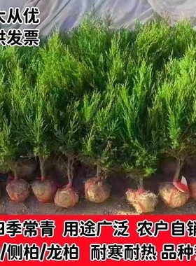 坟前树墓前绿植塔柏树苗松柏树苗侧柏树苗龙柏树苗植物节塔松圆柏
