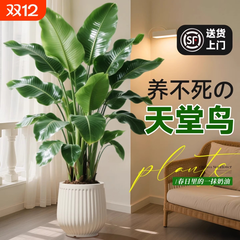 天堂鸟绿植室内办公室客厅大型植物盆栽高级感落地大号好养真花
