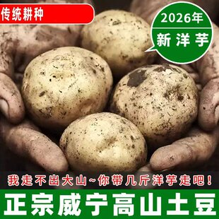 正宗威宁土豆新鲜现挖贵州高山大洋芋农家自种毕节黄皮黄心马铃薯