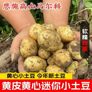 现挖湖北恩施富硒土豆农家自种马尔科粉面香甜细腻包邮迷你土豆