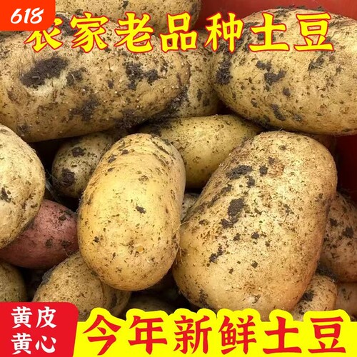 贵州新鲜黄心土豆现挖