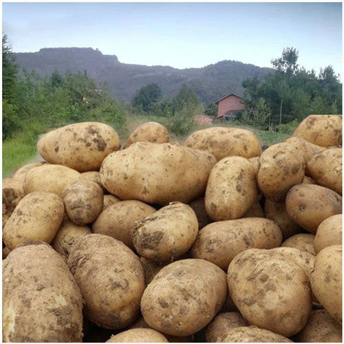 土豆贵州毕节农家自种黄心高山新鲜现挖马铃薯多规格