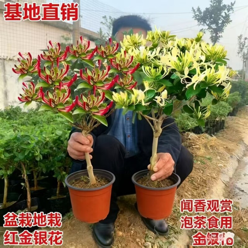 金银花盆栽树苗食用树形四季浓香型黄白老桩爬藤植物阳台庭院绿植