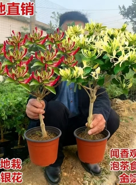 金银花树苗盆栽食用树形四季浓香型黄白老桩爬藤植物阳台庭院绿植
