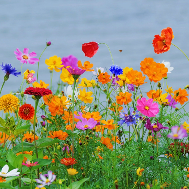 野花组合四季播种开花