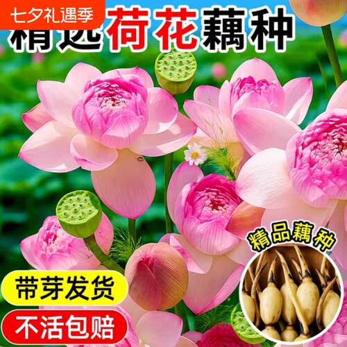 荷花盆栽藕种藕苗水养碗莲花苗缸栽睡莲水培绿植物花卉种子鱼池塘