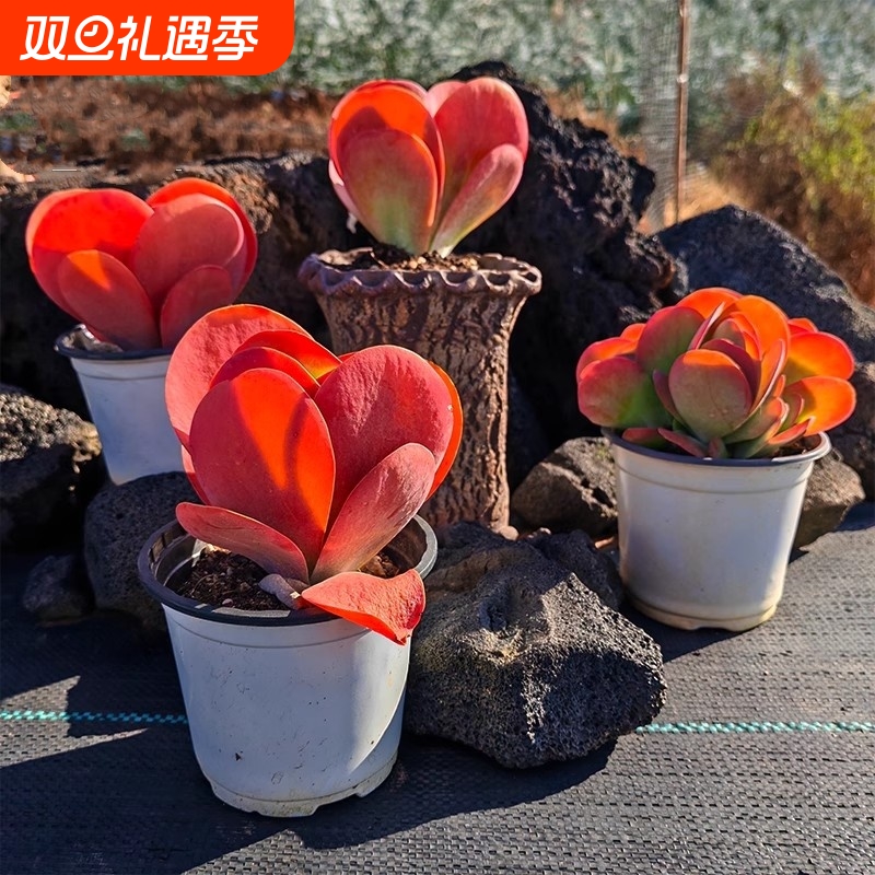 唐印多肉植物绿植好养花卉盆栽盆景稀有品种新手桌面阳台肉肉摆放