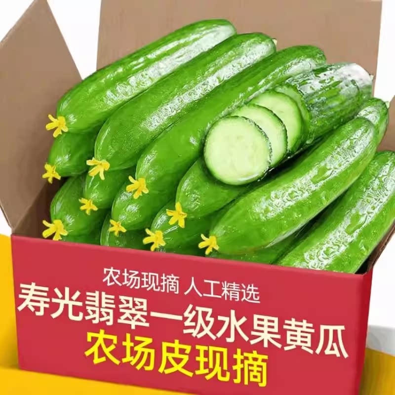 农家现摘山东寿光荷兰水果小黄瓜精品装无刺脆甜嫩黄瓜新鲜