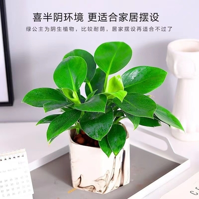 金钻绿公主盆栽绿箩萝水培植物办公室内花卉绿植四季好养活吸甲醛