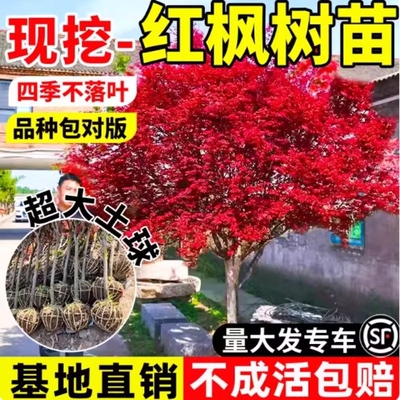 日本红枫树苗四季红舞姬庭院地栽大树室外绿化花园植物风景树盆景
