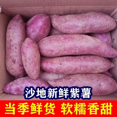 新鲜现挖沙地紫薯软糯香甜批发价