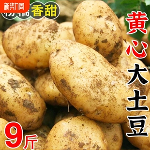 现挖精品土豆新鲜土豆马铃薯洋芋黄心土豆时令蔬菜整箱