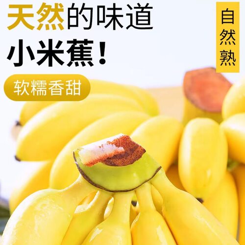 正宗广西小米蕉苹果蕉香蕉9斤新鲜水果整箱当季鲜自然熟粉蕉包邮