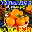 正宗纽荷尔脐橙橙子新鲜水果甜橙非江西赣州赣南批发 超甜无渣