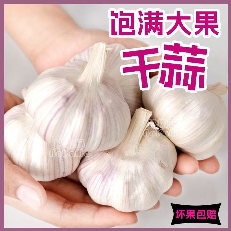 超低价干蒜紫白皮大蒜头山东新干大蒜干蒜头种籽5斤装