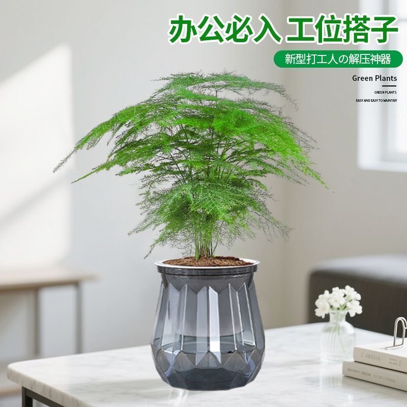 文竹盆栽大型植物盆景室内绿植花卉办公室桌面小苗四季常青好养