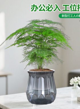 文竹盆栽植物盆景室内绿植花卉桌面四季常青好养客厅驱蚊好物工位