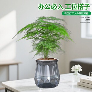 文竹盆栽大型植物盆景室内绿植花卉办公室桌面小苗四季常青好养