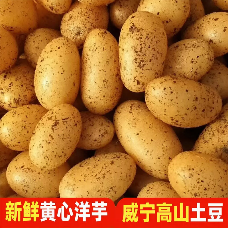威宁农家自种黄皮黄心土豆洋芋10斤高山应季新鲜现挖蔬菜马铃薯图片