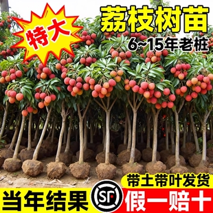 荔枝树苗嫁接果树无核桂味妃子笑特大号南北方庭院盆栽四季水果苗