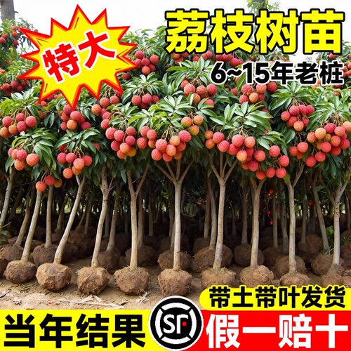 荔枝树苗嫁接果树无核桂味妃子笑特大号南北方庭院盆栽四季水果苗