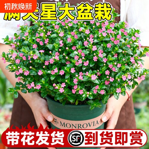 满天星盆栽四季开花秋季种花种子植物室内好养花卉绿植带花适合的
