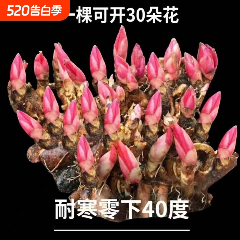 【带芽发货】重瓣芍药花苗浓香花卉正宗观赏芍药牡丹四季开花好养