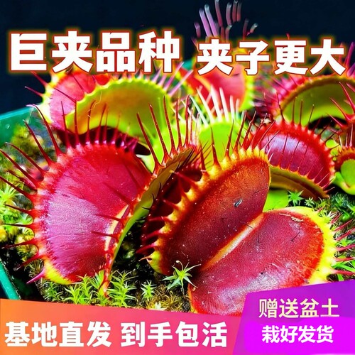 捕蝇草猪笼草盆栽盆栽苗食虫植物超大茅膏菜花绿植孔雀种植好望角