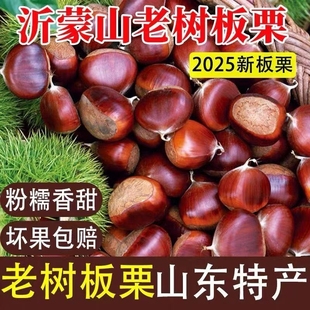 25年新鲜板栗沂蒙山老树栗子即食生栗子带壳野生油自然成熟新货