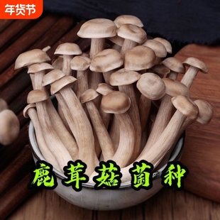 鹿茸菇菌种新款人工种植鹿茸菇菌蘑菇种植家庭可食用菌种可盆栽