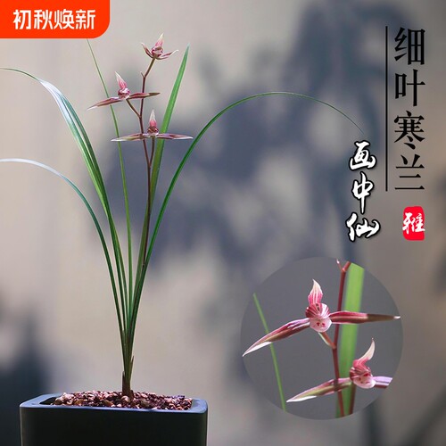 浙江细叶寒兰绿植名贵兰花苗画中仙冬带花苞花卉盆栽客厅开花品种