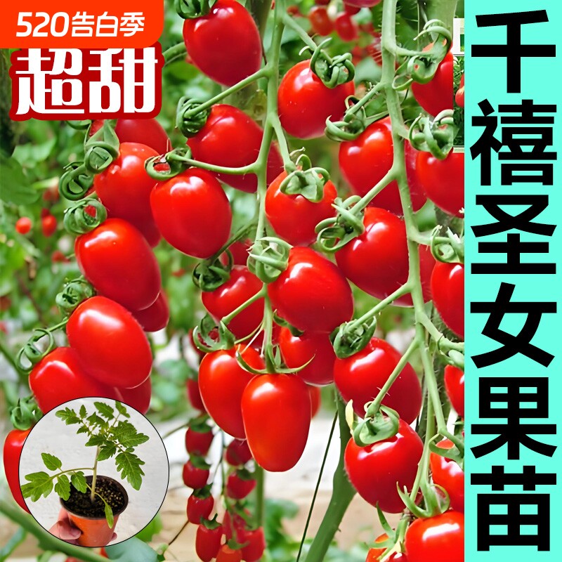 千禧圣女果秧苗小番茄苗秧阳台种植超甜青甜2号水果小西红柿盆栽